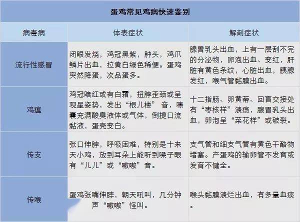 新澳今晚资料鸡号详解与飞速释义解释落实策略