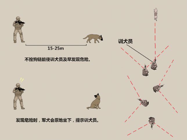 探索精准跑狗图正版与定夺释义的落实之路